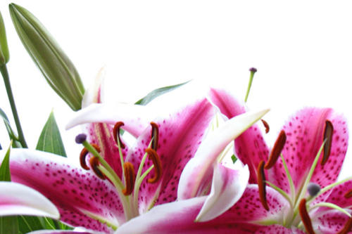 Forsell hautausjärjestelyt